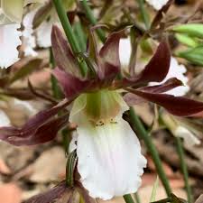 Image result for Eulophia guineensis