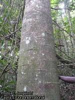Image result for Antrocaryon nannanii