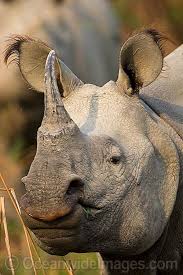 Indian Rhinoceros Rhinoceros Unicornis Photo 38t4475 01 Endangered Animals Animals Beautiful Indian Rhinoceros