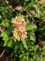 Image result for Sopubia lanata