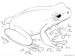 How To Draw A Leaf Green Tree Frog Step By Step Drawing Tutorials Frog Drawing Drawing Tutorial Frog Art