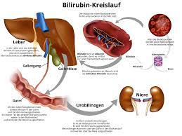 Bilirubin Was Bedeutet Dieser Blutwert
