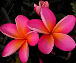 Tropical Flowers Pictures And Names And A Variety Of Plumeria The Most Fragrant Of All The Flowers Flores Rosas Plantas Tropicales