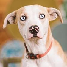 Click through at fido love to search for adoptable dogs or for rehoming a dog to a loving adoptive family. Portland Oregon Siberian Husky Meet Jewel A For Adoption Https Www Adoptapet Com Pet 21901005 Portland Oreg Siberian Husky Siberian Husky Mix Husky Mix