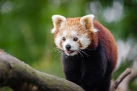 Zoos that offer a red panda encounter include the scovil zoo in decatur, illinois, pittsburgh zoo in pennsylvania, chattanooga zoo in tennessee, and the good zoo at oglebay in west virginia. Chilhowee Park Exposition Center Things To Do With Your Team Hotels4teams
