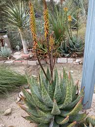 Image result for Aloe aculeata × globuligemma