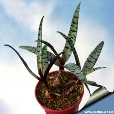 Image result for Ledebouria macowanii