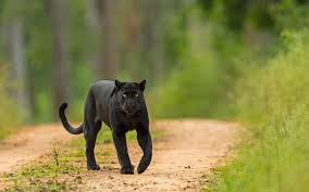 Italian authorities are scouting an area in puglia where locals have reported seeing a black panther on the loose. La Pantera Nera Foggiana Su The Telegraf Fuggita Da Boss Mafioso Stato Quotidiano