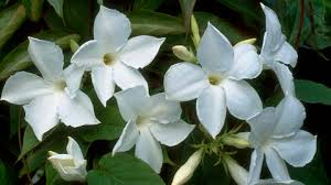 Image result for dipladenie suaveolens obrázek