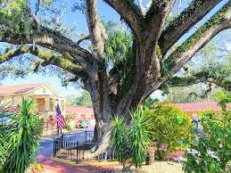 Augustine historic district hotel offers complimentary wifi and parking, and is walking distance from historic district attractions. Love Trees Review Of The Old Senator Tree St Augustine Fl Tripadvisor