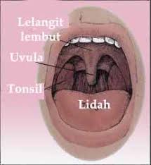 Have you ever had to share a room with someone who snores? Jenis Berdengkur Dan Cara Efektif Untuk Menghilangkan Masalah Dengkuran Saat Anda Tidur