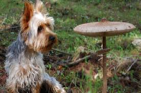 Maybe you would like to learn more about one of these? Can Dogs Eat Mushrooms List Of Mushrooms That Are Safe For Dogs