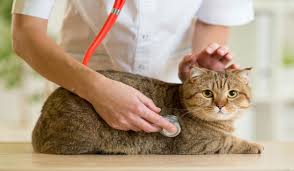 Kedilerde Grip Ve Soguk Alginligi Wimpy Cat House