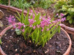 Image result for Ledebouria cooperi