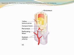 Unlabeled vertebra cross section of human body anatomy infographic diagram including all parts cord of structure of a long bone. Diagrams For Bones An Overview Quiz Anatomy Physiology