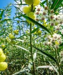A tiny golden engagement ring has been secreted away among dozens of. Balloon Plant Milkweed Seeds For Butterfly Gardens