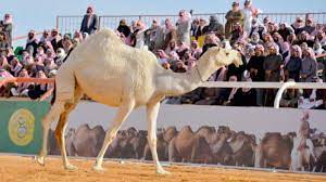 Riding camels at king abdulaziz camel festival | saudi arabia. Annual King Abdulaziz Camel Festival Kicks Off In Saudi Arabia Al Arabiya English