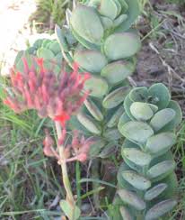 Image result for Kalanchoe rotundifolia