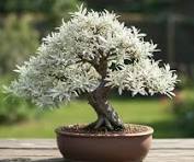 Amazon.com: Mini Bonsai Tree Starter Gift, Winter Gem ...