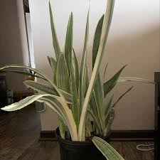 Image result for Sansevieria metallica