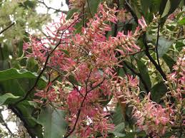 Image result for Triplaris americana