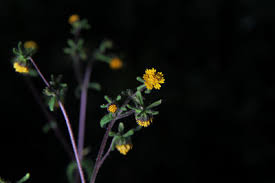 Image result for Micractis bojeri