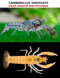 Image result for Gomphia lunzuensis