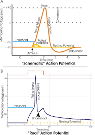10 5e The Action Potential And Propagation Medicine Libretexts