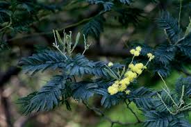 Image result for Acacia decurrens
