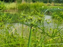 Image result for Cyperus platycaulis