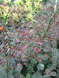 Image result for Talinum tenuissimum