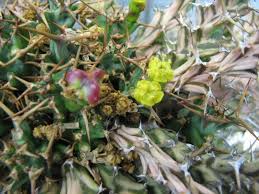 Image result for Euphorbia clavigera