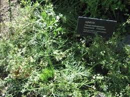 Caraway may be direct sown in either spring or autumn in prepared soil or started inside in peat pots to prevent transplant shock. Carum Plant Growing Guide How To Grow Caraway