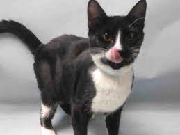 Babe Ruth A1094057 Brooklyn Please Share To Be Destroyed 11 04 16 Average Rated Click For Info Cur Cat Adoption Kitten Adoption Foster Cat