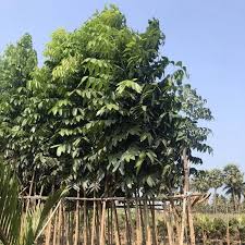 Image result for Swietenia