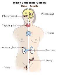 What does an endocrinologist do. What Does An Endocrinologist Do Dr Foo Endocrinology