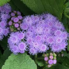 Image result for Bartlettina