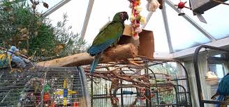 Cut a 6 inch by 6 inch opening in the middle of one of the cage sides, using the wire cutters. 10 Ideas For Homemade Parrot Toys Exoticdirect