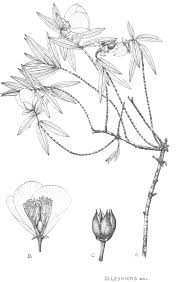 Image result for Psorospermum mechowii