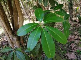 Image result for Alstonia boonei