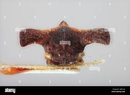 Image result for Caucanthus auriculatus