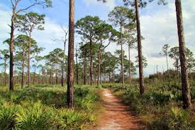 Maybe you would like to learn more about one of these? Rv Camping In Jonathan Dickinson State Park Cruise America