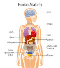Biomedical illustration showing the internal organs of a female in. 2 250 Best Female Reproductive System Diagram Images Stock Photos Vectors Adobe Stock