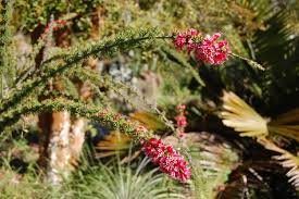 Image result for Colletia