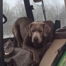 Labrador retriever dogs & puppies near west sussex. Silver Ridge Labs Wv Home Facebook