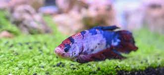 Is the fish turned on one side or are its fins supporting its body? Why Do Bettas Lay On Their Side Or At The Bottom Of The Tank