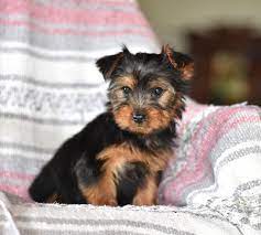 Pin By Paola On Cuteness Yorkie Puppy For Sale Puppies Yorkie Puppy