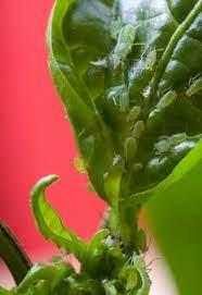 They love juicy plants, cherries and blackberries. Aphids On Chilli Pepper Plants How I Solved The Problem The Chilli King
