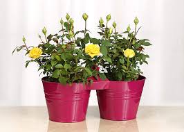 Maybe you would like to learn more about one of these? Amazon Com Live Mini Yellow Rose Bush With Pink Pail Container 4 Inch Indoor Plant Patio Lawn Garden