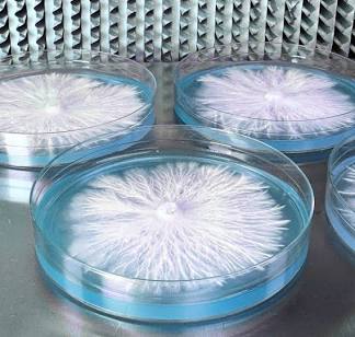 Pure mycelium isolation on agar used for cloning sterile Enigma strains, AI generated